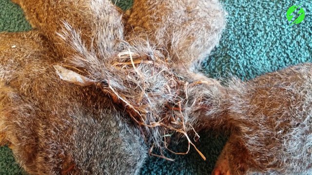 Il trouve 5 écureuils emmêlés ensemble par la queue et les sauvent