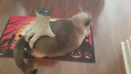 Ce chat se fait gratouiller par une main coupée