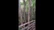 Un randonneur croise un cougar sauvage sur un petit pont... Grosse frayeur