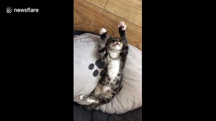 Mad with power: Phoebe the kitten hypnotised by own claws