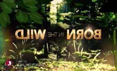Born in the Wild (Lifetime) S01 - Ep02 Utah The Best Laid Plans HD Watch