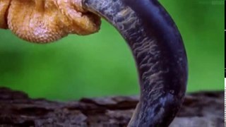 The Wonders of the Animals S01 - Ep12 Birds Of Prey HD Watch