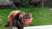 Gatinho traz flores para vizinhos