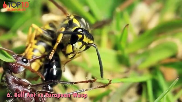 THE TOP 10 TOP 10 ANTS ATTACK Ants kill Snake, Ants vs Centipede, Wasp, Scorpion...
