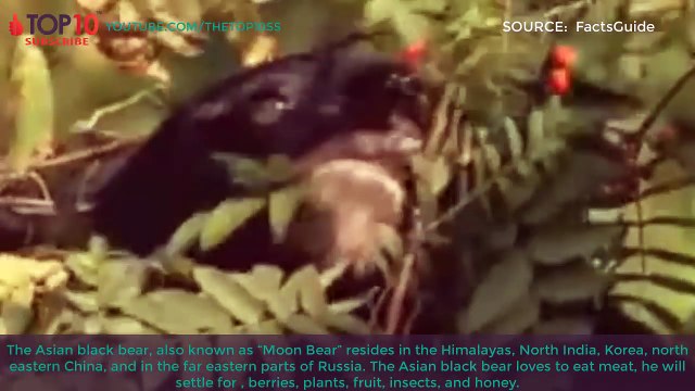 THE TOP 10 TOP 10 BIGGEST BEARS IN THE WORLD Polar Bear, Kodiak Bear, Brown Bear, Grizzly,...