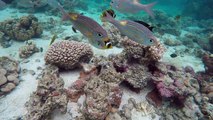 Lots of friendly tropical fish at Aroa Marine Reserve directly in front of The Rarotongan Beach Resort & Spa and Sanctuary Rarotonga