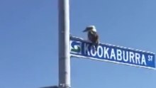 Kookaburra Knows Its Place, Hangs Out on Kookaburra Street