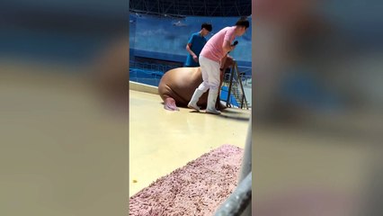 Naughty walrus slaps its friend at ocean park
