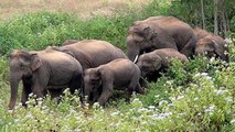 Chhattisgarh:Wild Elephant के कहर का ऐसा वीडियो, जो आपको हैरान कर देगा |Watch Video|वनइंडिया हिंदी