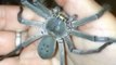 Fearless Australian Woman Loves Her Pet Huntsman Spider Smuk