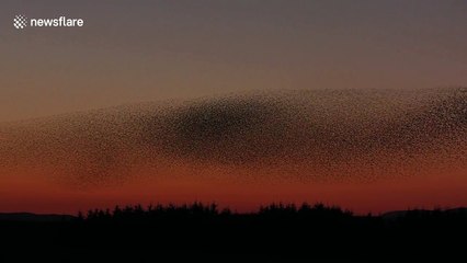 Footage shows massive murmuration of starlings against clear evening sky