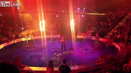 The circus tiger lost consciousness during a performance