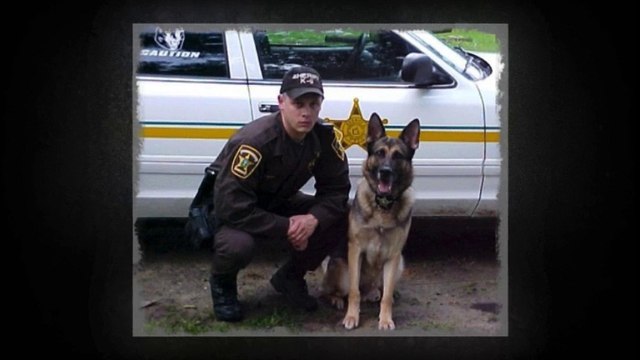 Belgian Malinois police dog