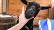 Nigerian Dwarf Goat Tries the Snoot Challenge