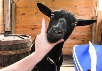 Nigerian Dwarf Goat Tries the Snoot Challenge