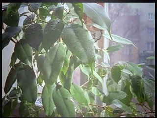 Rex, chien flic S01E08 FRENCH