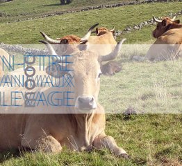 Mooc sur ’le bien-être des animaux d’élevage’