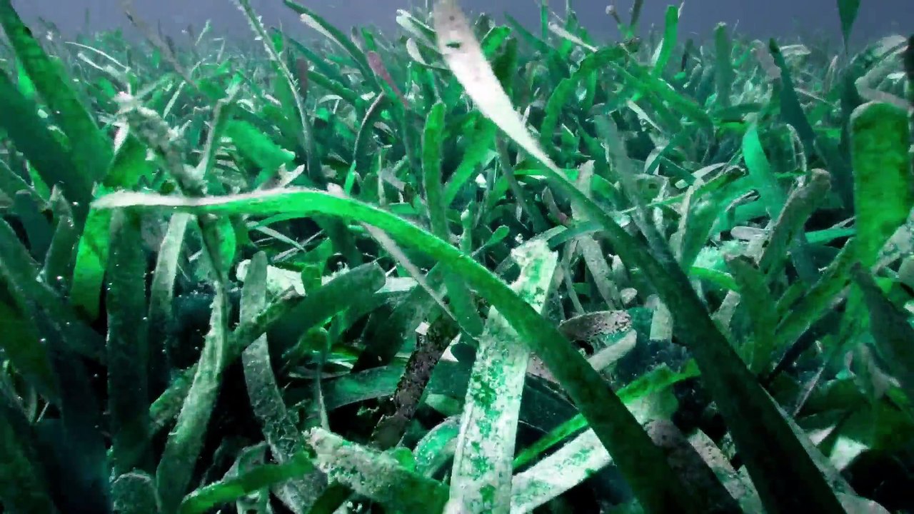 [Documentary] Ocean Parks Series 1 2of5 Florida Keys National Marine Sanctuary