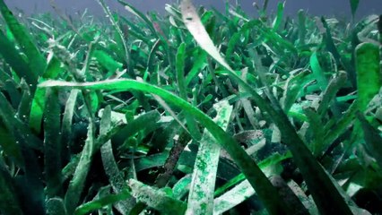 [Documentary] Ocean Parks Series 1 2of5 Florida Keys National Marine Sanctuary