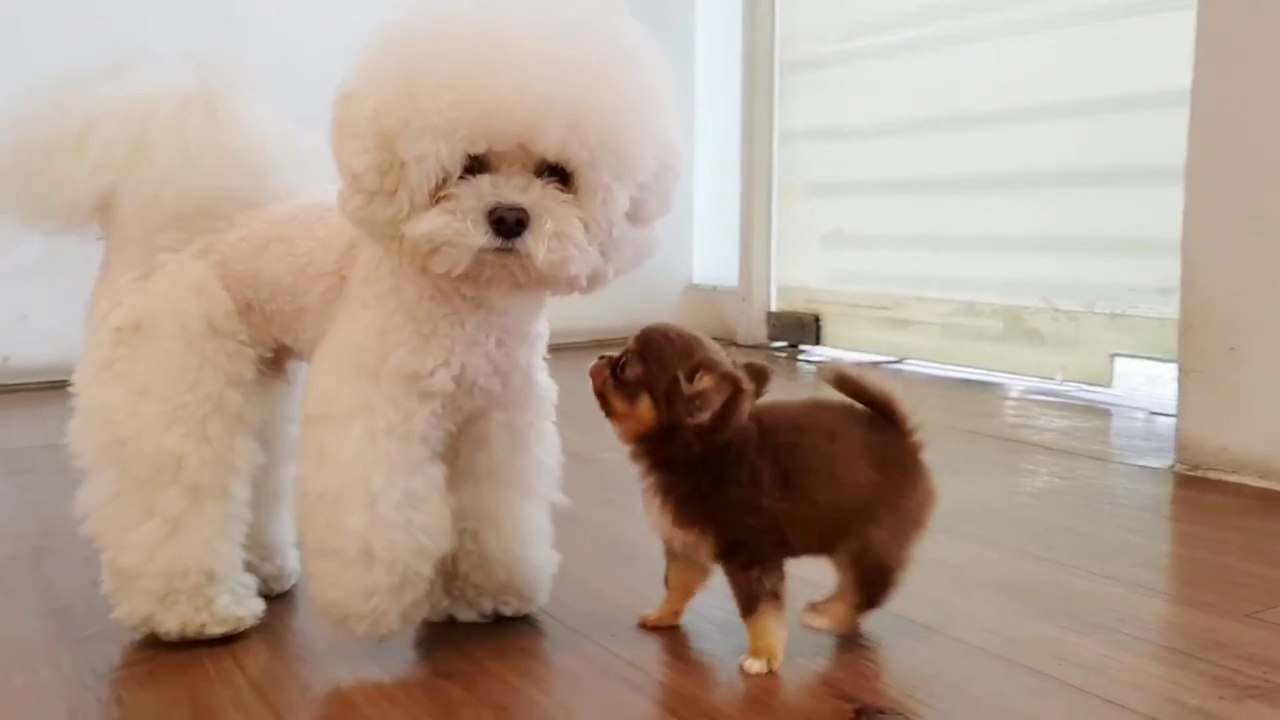 cute puppy