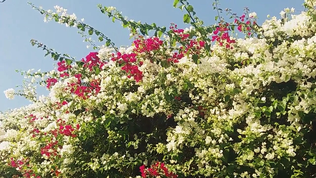 نبات الجهنمية او المجنونة ذات الازهار الملونة الخلابة