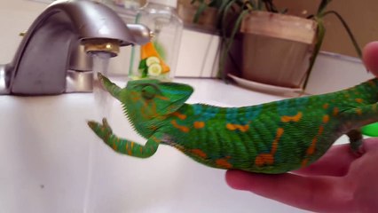 Adorable : ce caméléon tente de boire de l'eau du robinet