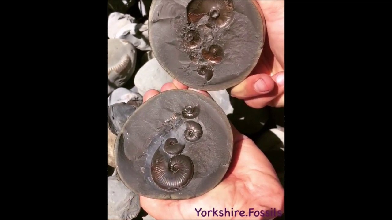 Il trouve des fossiles d'ammonites à l'intérieur d'une pierre « Golden cannonball »