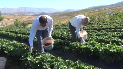 Yediveren Çileği, Çiftçinin Umudu Oldu