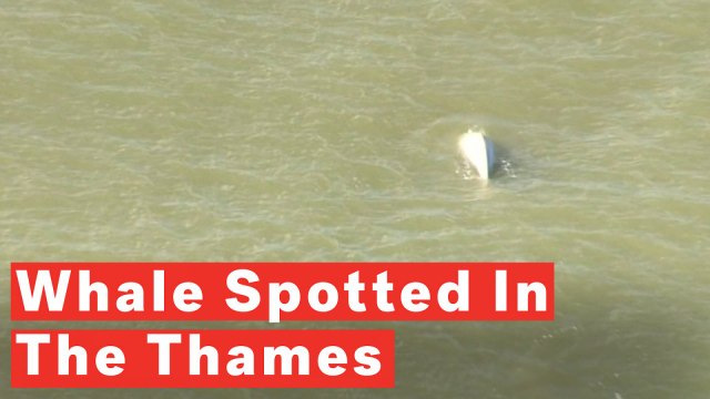 Rare Beluga Whale Spotted Swimming In The River Thames Near London