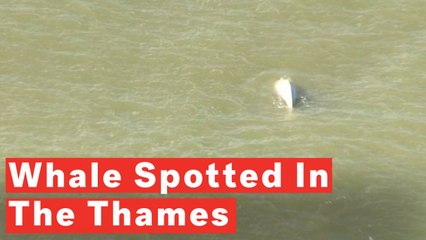 Rare Beluga Whale Spotted Swimming In The River Thames Near London
