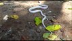 Rare albino snake swallows another snake alive