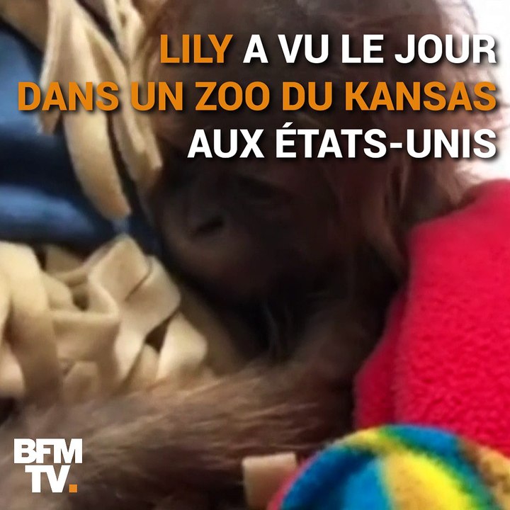 Ce bébé orang-outan est né par césarienne