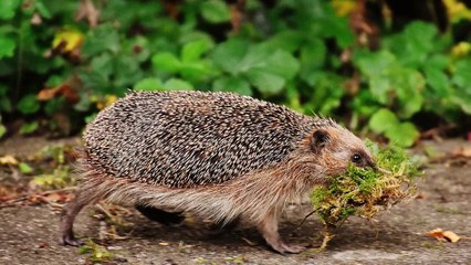 용인출장마사지[ÖlÖn39l5n6275]『카톡↔Bit4』【선입금NO!】용인출장안마 용인출장안마 출장안마코스 용인출장마사지-황제 용인출장마사지=용인콜걸