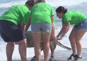 Coming Out of Her Shell: Zoo Releases Giant Turtle Into the Wild