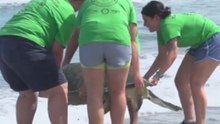 Coming Out of Her Shell: Zoo Releases Giant Turtle Into the Wild