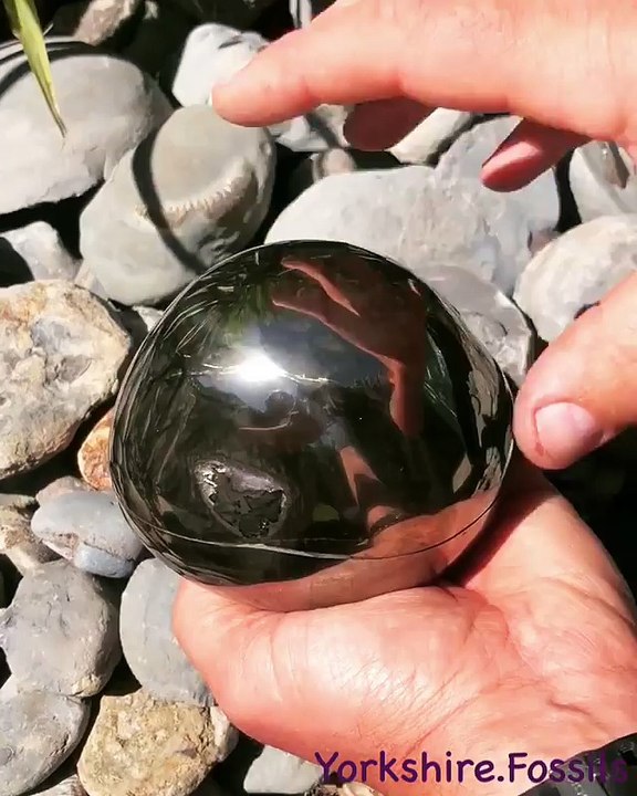 Des fossiles d'ammonites à l'intérieur d'une pierre Golden