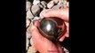 Il trouve des fossiles d'ammonites à l'intérieur d'une pierre « Golden cannonball »