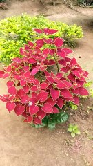 Nice cat - our house!