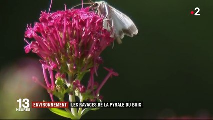 Environnement : les ravages de la pyrale du buis