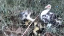 Gaziantep'te Yavru Kedi ve Ördeklerin Kıskandıran Dostluğu