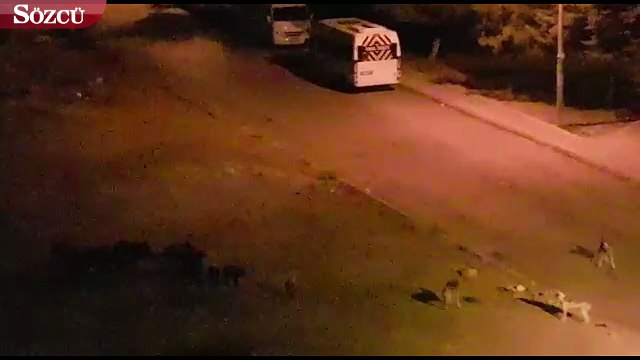 Domuzlar İzmir’de şehir merkezine indi