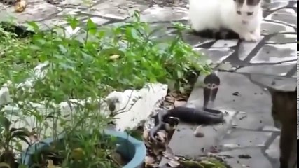 King Cobra Snake Vs Cat - Best Moment of Wild Animals 2018