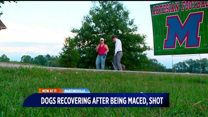Deaf Dog Escapes, Saunters Home Shot and Covered in Mace