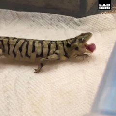 Неуклюжая саламандра не может поймать свой обед