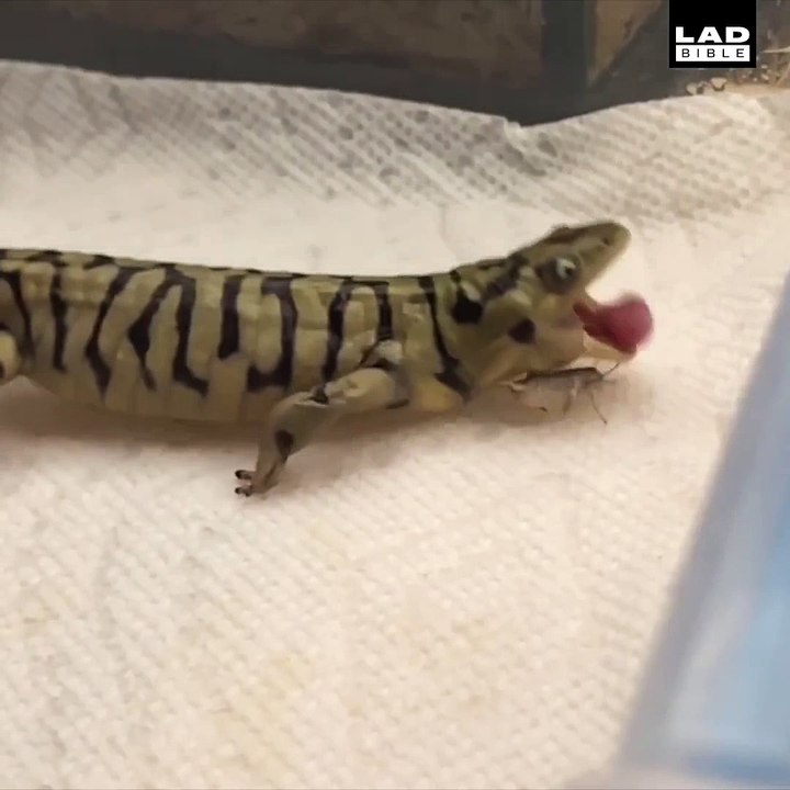 Неуклюжая саламандра не может поймать свой обед