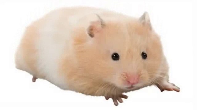 Hamsters are Rodents