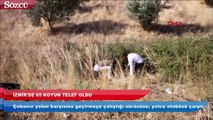 İzmir’de karşıdan karşıya geçmeye çalışan 65 koyun telef oldu
