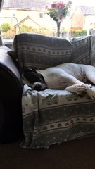 Dog Dreaming