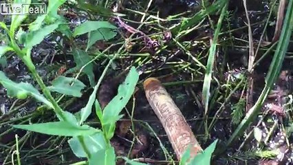 Regardez l'attaque furtive de ce serpent filmée au ralenti !