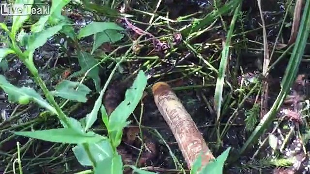 Regardez l'attaque furtive de ce serpent filmée au ralenti !